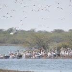 Gujarat records arrival of over 35 lakh migratory birds across wetlands, Ramsar sites in 2025-26