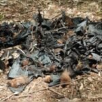 <div>Mysterious mass deaths of bats spark concern in Chhattisgarh’s Balod; samples sent to Bhopal</div>
