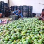 Indian mangoes prove a hit in Washington