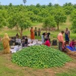 Jharkhand makes global debut in fruit exports, 1st mango consignment sent to UK