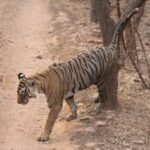 Andhra Pradesh working to strengthen tiger population in Easter Ghats: Pawan Kalyan