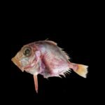 CMFRI identifies new fish species in Arabian Sea