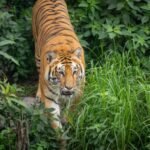Nepal to build first-ever tiger sanctuary to promote eco-tourism
