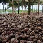 <div>TN’s Pollachi coconut exports recover as Gulf demand returns; freight costs remain concern</div>