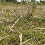 <div>Drought deepens in TN’s Namakkal as dry lakes leave farmers staring at crop losses</div>