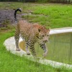Leopard eludes capture in Bengaluru for fifth day; residents demand stronger action from forest Dept