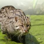 Bihar: Injured fishing cat rescued near Valmiki Tiger Reserve