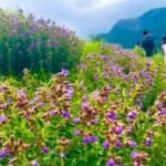 TN bars public from Neelakurinji blooming site to protect wildlife, fragile habitat