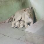 Gujarat: Three Asiatic Lion cubs born at Rajkot Zoo, population rises to 20