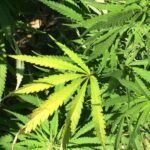 Security crackdown in Northeast drives demand for Nepal marijuana
