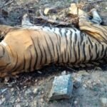 Pawan Kalyan orders probe into death of tiger in Nagarjunasagar-Srisailam Tiger Reserve