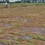 Rajasthan tops country with over 10 million hectares under crop insurance