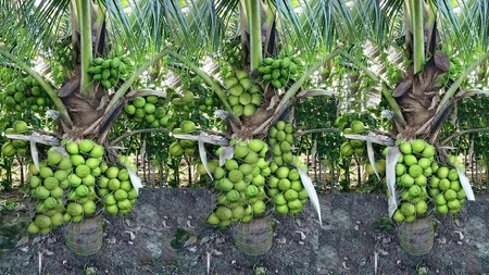 India tops global coconut production with 31.24 pc of output