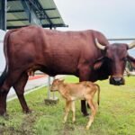 Assam achieves historic milestone with IVF-born indigenous Lakhimi calf: CM Sarma