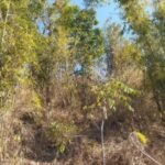 Punjab Cabinet nod to bill to maintain green cover