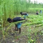 Area sown under kharif crops crosses 1,086 lakh hectares, pulses, jute record rise