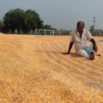 <div>Farmers in TN’s Salem raise alarm over poor yield from subsidised maize seeds</div>