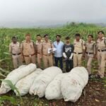 <div>Over 27 quintals of cannabis plants seized in MP’s Barwani</div>