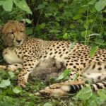 <div>India-born cheetah gives birth to four cubs at MP’s Kuno, population rises to 56</div>