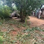<div>Wild elephant electrocuted in MP’s Mauganj, exposed power line sparks safety concerns</div>