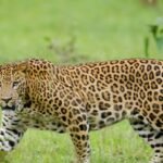 TN Forest Department steps up surveillance in Mettur after suspected leopard attacks