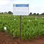 Natural farming doubles turmeric output in Gujarat trial, finds study