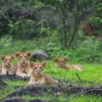 Gujarat govt rejigs Porbandar forest division as Asiatic lions return to Barda