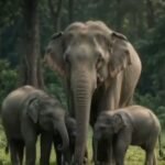 Gaurav Gogoi seeks records on transfer of 5 Assam elephants to TN