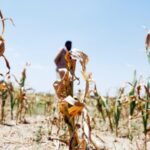 Maha drought hits sugar sector, factories seek govt relief
