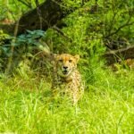 <div>From Kuno to Kutch: Chasing India’s cheetahs across their new wild landscapes</div>