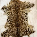 <div>DRI busts illegal leopard skin syndicate in Maha’s Gondia</div>