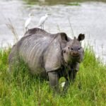 Assam’s Op Falcon foils nine rhino poaching attempts, leading to 48 arrests, says CM Sharma