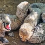 <div>Five cubs born in Kuno National Park take India’s cheetah population to 60</div>
