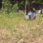 Gujarat Vidyapith trains students in natural farming, teaches preparation of bio-inputs
