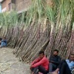 Maharashtra ethanol industry faces crisis over Centre’s procurement curbs