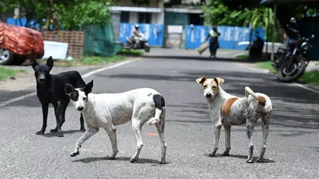 Chennai vaccinates over 1.5 lakh stray dogs in anti-rabies drive