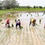 TN delta farmers seek urgent action as excessive rainwater threatens samba crop