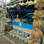 Nagaland’s Kezoma village revives millet cultivation through mechanisation and double-season farming