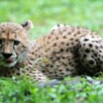 MP: SIT constituted in 19-month-old Cheetah cub killing probe; shotgun pellets found in body