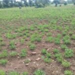 El Nino impact: Telangana declares 365 mandals drought-affected