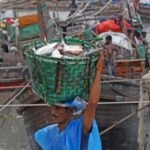 Bangladesh lifts hilsa fishing ban, but declining catches cloud supply hopes