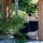 China’s soft power wanes as ‘panda diplomacy’ loses its sparkle