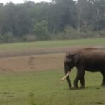 CBI probe sought into increasing deaths of wild elephants in Kerala